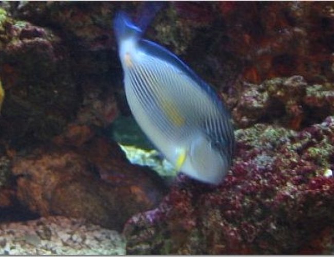 saltwater fish - acanthurus sohal - sohal tang stocking in 54 gallons tank - Here is my Sohal Tang munching on the Alga saltwater fish - acanthurus sohal - sohal tang stocking in 54 gallons tank - Here is my Sohal Tang munching on the Alga
