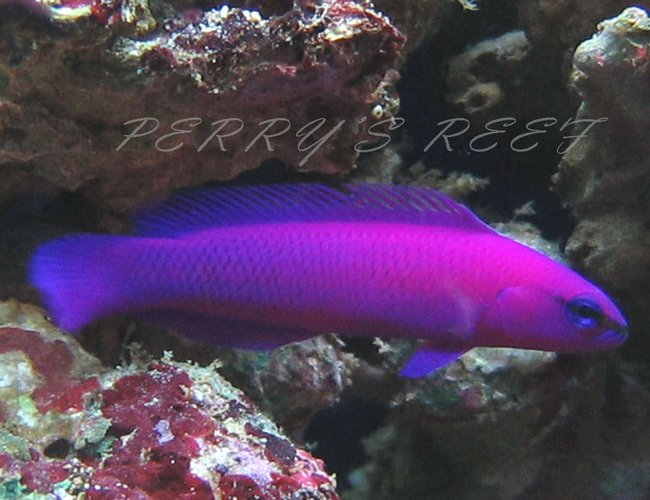 saltwater fish - pseudochromis fridmani - fridmani pseudochromis stocking in 100 gallons tank - Pseudochromis Fridmani saltwater fish - pseudochromis fridmani - fridmani pseudochromis stocking in 100 gallons tank - Pseudochromis Fridmani