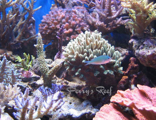 saltwater fish - chromis viridis - blue/green reef chromis stocking in 100 gallons tank - Chromis Viridis between corals saltwater fish - chromis viridis - blue/green reef chromis stocking in 100 gallons tank - Chromis Viridis between corals