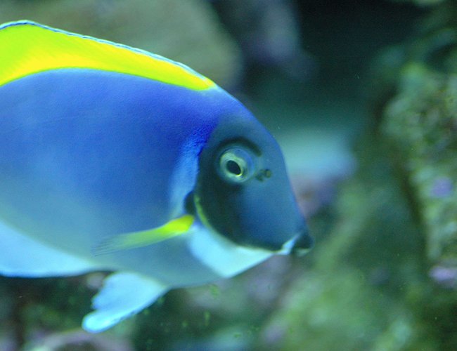 saltwater fish - acanthurus leucosternon - powder blue tang stocking in 180 gallons tank - Our powder blue...not the greatest one of him. saltwater fish - acanthurus leucosternon - powder blue tang stocking in 180 gallons tank - Our powder blue...not the greatest one of him.