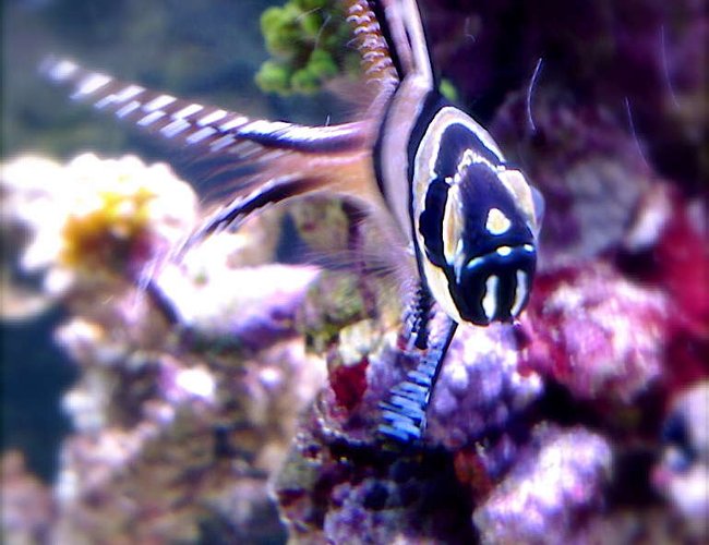 saltwater fish - pterapogon kauderni - kaudern's cardinal stocking in 9 gallons tank - Cardinal. saltwater fish - pterapogon kauderni - kaudern's cardinal stocking in 9 gallons tank - Cardinal.