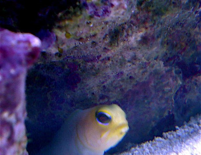 saltwater fish - opistognathus rosenblatti - blue spot jawfish stocking in 9 gallons tank - My little Jawfish saltwater fish - opistognathus rosenblatti - blue spot jawfish stocking in 9 gallons tank - My little Jawfish