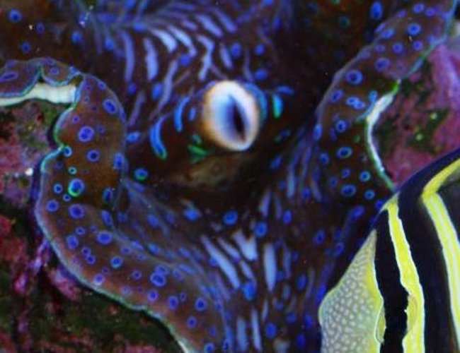 saltwater fish - zebrasoma veliferum - sailfin tang stocking in 65 gallons tank - Sailfin Tang saltwater fish - zebrasoma veliferum - sailfin tang stocking in 65 gallons tank - Sailfin Tang