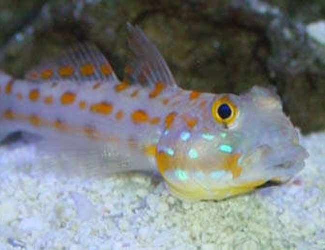 saltwater fish - valencienna puellaris - diamond watchman goby stocking in 65 gallons tank - Sand Sifter Goby saltwater fish - valencienna puellaris - diamond watchman goby stocking in 65 gallons tank - Sand Sifter Goby