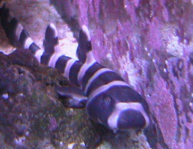 saltwater fish - chiloscyllium punctatum - cat shark, black banded stocking in 55 gallons tank - my son loves sharks so I got him an egg and it hatched on christmas day, we aptly named him baby Jesus. saltwater fish - chiloscyllium punctatum - cat shark, black banded stocking in 55 gallons tank - my son loves sharks so I got him an egg and it hatched on christmas day, we aptly named him baby Jesus.