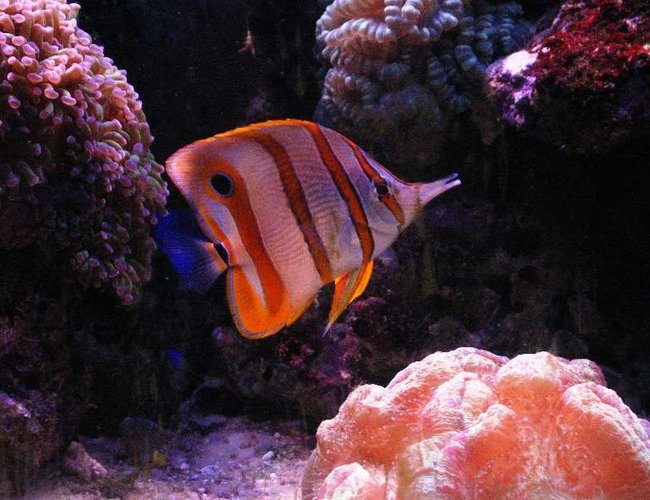 saltwater fish - chelmon rostratus - copperband butterflyfish stocking in 120 gallons tank - CBB saltwater fish - chelmon rostratus - copperband butterflyfish stocking in 120 gallons tank - CBB