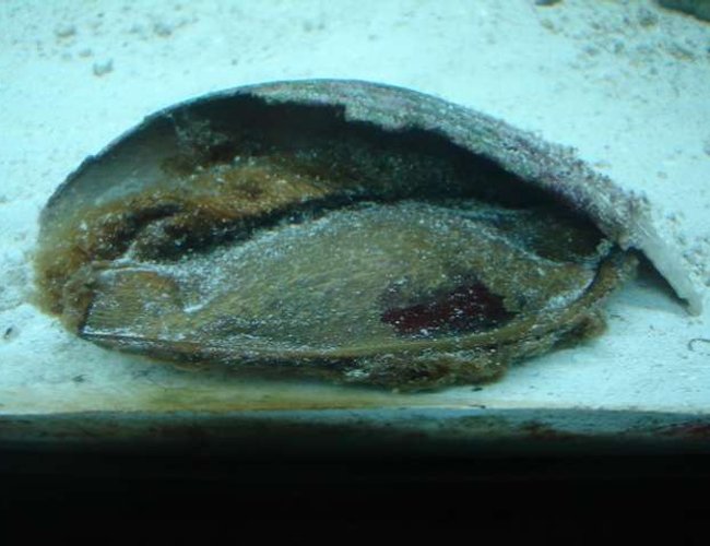 saltwater fish - chiloscyllium sp. - shark egg stocking in 75 gallons tank - This is another picture of one of the two shark eggs I own. saltwater fish - chiloscyllium sp. - shark egg stocking in 75 gallons tank - This is another picture of one of the two shark eggs I own.