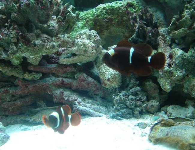 saltwater fish - premnas biaculeatus - maroon clownfish stocking in 75 gallons tank - male maroon gold stripe clown fish(left) female gold stripe(right) saltwater fish - premnas biaculeatus - maroon clownfish stocking in 75 gallons tank - male maroon gold stripe clown fish(left) female gold stripe(right)