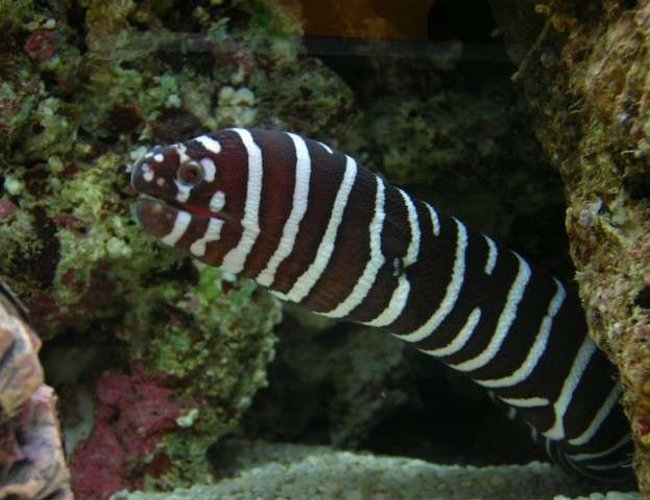 saltwater fish - gymnomuraena zebra - zebra moray eel stocking in 200 gallons tank - My ZEBRA EEL at 40cm saltwater fish - gymnomuraena zebra - zebra moray eel stocking in 200 gallons tank - My ZEBRA EEL at 40cm