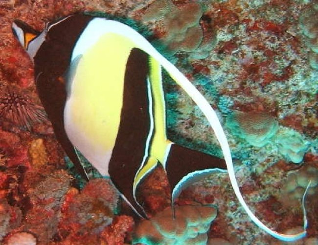 saltwater fish - zanclus canescens - moorish idol stocking in 40 gallons tank - Moorish Idol.The Moorish Idol has a very long, white, sickle-shaped dorsal fin, two broad black bars on the body, and a yellow saddle across the snout.It uses its long snout to feed on coralline algae and sponges in cracks and crevices.
The Moorish Idol grows to 24cm in length. saltwater fish - zanclus canescens - moorish idol stocking in 40 gallons tank - Moorish Idol.The Moorish Idol has a very long, white, sickle-shaped dorsal fin, two broad black bars on the body, and a yellow saddle across the snout.It uses its long snout to feed on coralline algae and sponges in cracks and crevices.
The Moorish Idol grows to 24cm in length.