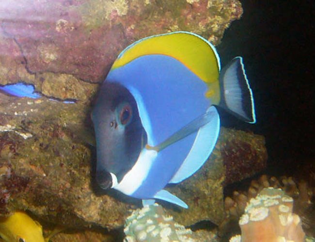 saltwater fish - acanthurus leucosternon - powder blue tang stocking in 150 gallons tank - my Powder Blue Tang saltwater fish - acanthurus leucosternon - powder blue tang stocking in 150 gallons tank - my Powder Blue Tang