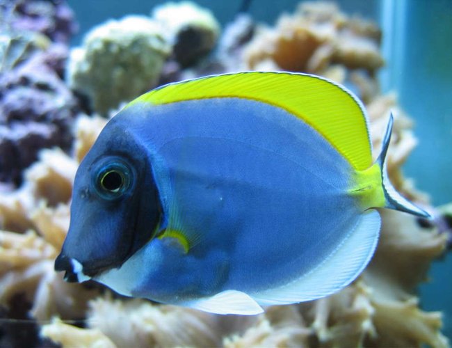 saltwater fish - acanthurus leucosternon - powder blue tang stocking in 160 gallons tank - Powder Blue Tang saltwater fish - acanthurus leucosternon - powder blue tang stocking in 160 gallons tank - Powder Blue Tang