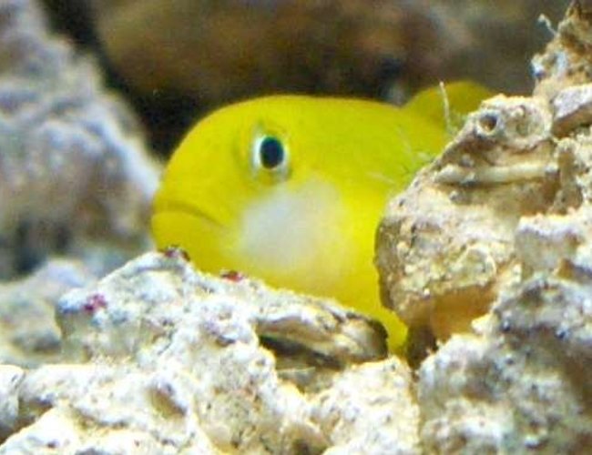 saltwater fish - gobiodon okinawae - clown goby, yellow stocking in 14 gallons tank - yellow clown goby, R.I.P saltwater fish - gobiodon okinawae - clown goby, yellow stocking in 14 gallons tank - yellow clown goby, R.I.P