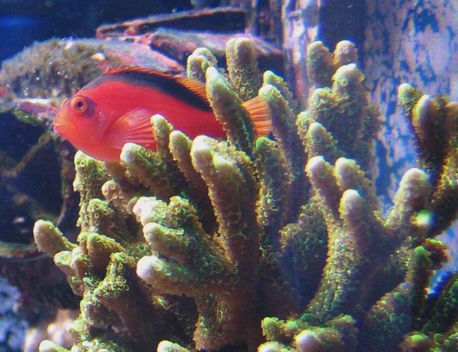 saltwater fish - neocirrhitus armatus - flame hawkfish stocking in 100 gallons tank - Neocirrhites Armatus saltwater fish - neocirrhitus armatus - flame hawkfish stocking in 100 gallons tank - Neocirrhites Armatus