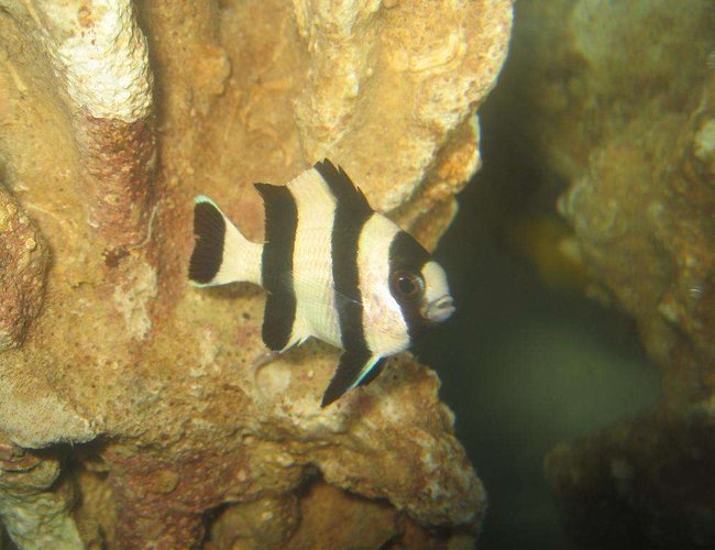 saltwater fish - dascyllus aruanus - three stripe damselfish stocking in 4 gallons tank - Three Striped Damselfish (Dascyllus Aruanus) saltwater fish - dascyllus aruanus - three stripe damselfish stocking in 4 gallons tank - Three Striped Damselfish (Dascyllus Aruanus)
