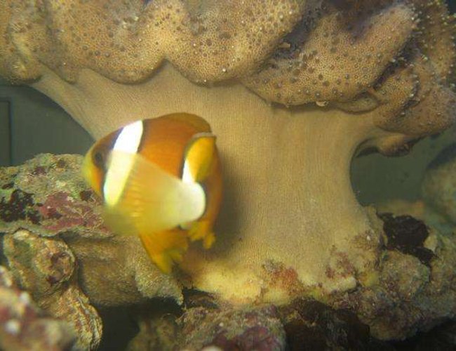 saltwater fish - amphiprion clarkii - clarkii clownfish stocking in 4 gallons tank - Maroon Clownfish (Premnas Biaculeatus) saltwater fish - amphiprion clarkii - clarkii clownfish stocking in 4 gallons tank - Maroon Clownfish (Premnas Biaculeatus)
