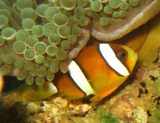 saltwater fish - amphiprion clarkii - clarkii clownfish stocking in 4 gallons tank - Maroon Clownfish saltwater fish - amphiprion clarkii - clarkii clownfish stocking in 4 gallons tank - Maroon Clownfish