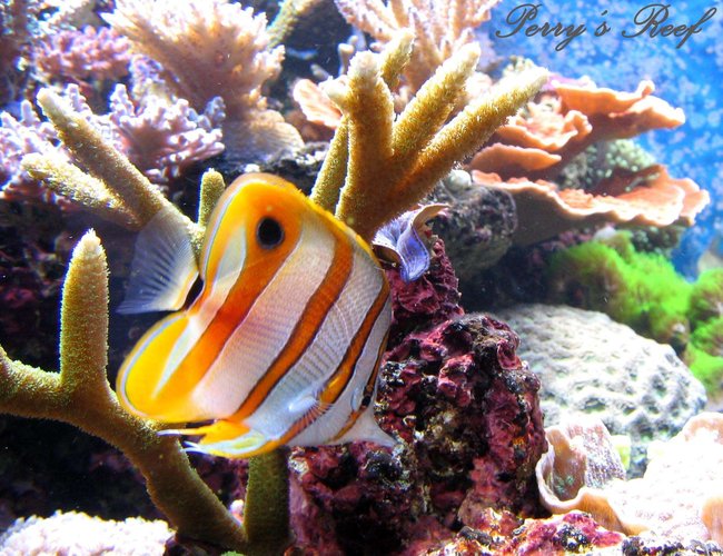 saltwater fish - chelmon rostratus - copperband butterflyfish stocking in 100 gallons tank - Chelmon Rostratus saltwater fish - chelmon rostratus - copperband butterflyfish stocking in 100 gallons tank - Chelmon Rostratus