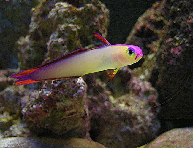 saltwater fish - nemateleotris decora - firefish, purple stocking in 55 gallons tank - Purple Firefish - Otherwise known as Decorated Dartfish or Purple Firetailed Goby. (Nemateleotris Decora). saltwater fish - nemateleotris decora - firefish, purple stocking in 55 gallons tank - Purple Firefish - Otherwise known as Decorated Dartfish or Purple Firetailed Goby. (Nemateleotris Decora).