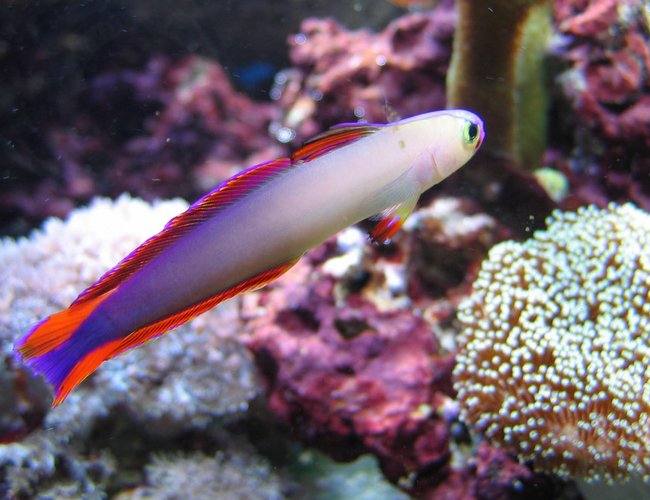 saltwater fish - nemateleotris decora - firefish, purple stocking in 100 gallons tank - Decora saltwater fish - nemateleotris decora - firefish, purple stocking in 100 gallons tank - Decora