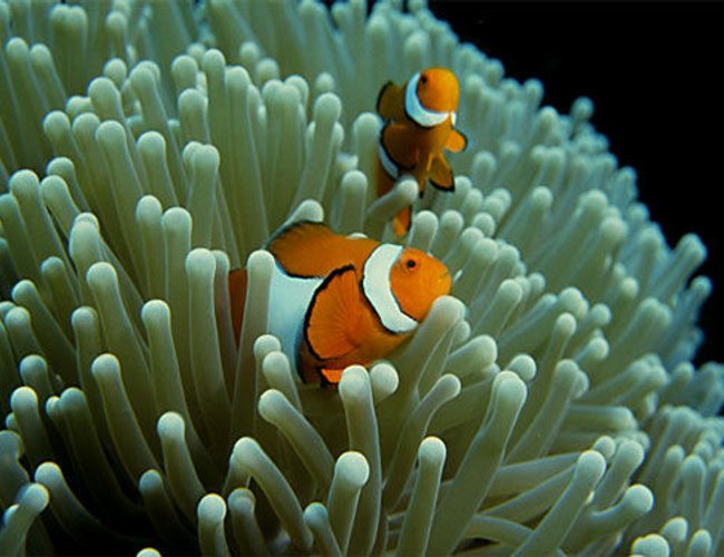 saltwater fish - amphiprion ocellaris - ocellaris clownfish stocking in 50 gallons tank - clown fish saltwater fish - amphiprion ocellaris - ocellaris clownfish stocking in 50 gallons tank - clown fish
