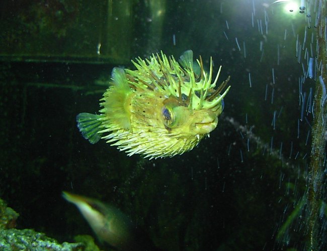 saltwater fish - diodon holocanthus - porcupine puffer stocking in 110 gallons tank - Puffer saltwater fish - diodon holocanthus - porcupine puffer stocking in 110 gallons tank - Puffer