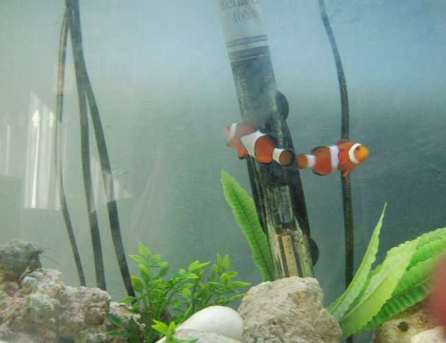 saltwater fish - amphiprion percula - true percula clownfish stocking in 10 gallons tank - my first marine tank work in progress only 3 weeks old saltwater fish - amphiprion percula - true percula clownfish stocking in 10 gallons tank - my first marine tank work in progress only 3 weeks old