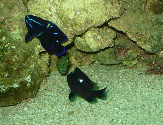 saltwater fish - neoglyphidodon oxyodon - blue velvet damsel stocking in 110 gallons tank - Velvet Damsel saltwater fish - neoglyphidodon oxyodon - blue velvet damsel stocking in 110 gallons tank - Velvet Damsel