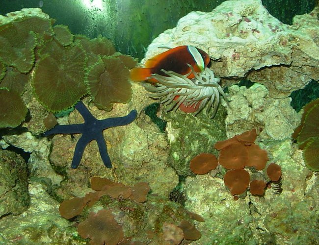 saltwater fish - amphiprion frenatus - tomato clownfish stocking in 110 gallons tank - clown saltwater fish - amphiprion frenatus - tomato clownfish stocking in 110 gallons tank - clown