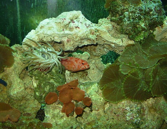 saltwater fish - cephalopholis miniatus - miniatus grouper stocking in 110 gallons tank - grouper Peek-a-boo saltwater fish - cephalopholis miniatus - miniatus grouper stocking in 110 gallons tank - grouper Peek-a-boo