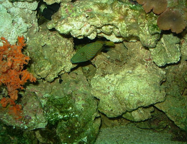 saltwater fish - balistapus undulatus - undulate triggerfish stocking in 110 gallons tank - undulated trigger saltwater fish - balistapus undulatus - undulate triggerfish stocking in 110 gallons tank - undulated trigger