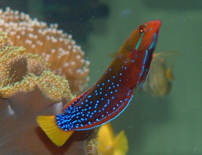 saltwater fish - coris gaimard - red coris wrasse stocking in 91 gallons tank - wrasses saltwater fish - coris gaimard - red coris wrasse stocking in 91 gallons tank - wrasses