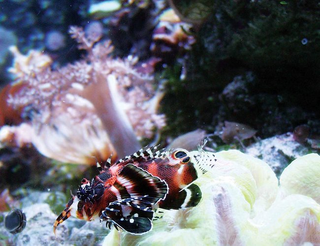 saltwater fish - dendrochirus biocellatus - fu manchu lionfish stocking in 24 gallons tank - Lion fish (fire fish) this is a cool addition to any reef tank saltwater fish - dendrochirus biocellatus - fu manchu lionfish stocking in 24 gallons tank - Lion fish (fire fish) this is a cool addition to any reef tank