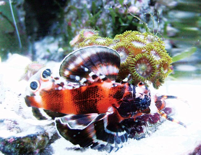 saltwater fish - dendrochirus biocellatus - fu manchu lionfish stocking in 24 gallons tank - Lion w polyps. This fish is sick! saltwater fish - dendrochirus biocellatus - fu manchu lionfish stocking in 24 gallons tank - Lion w polyps. This fish is sick!
