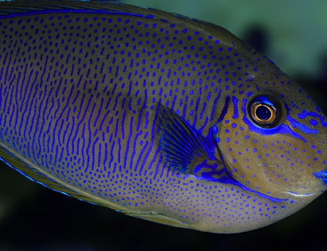 saltwater fish - naso vlamingii - vlamingii tang stocking in 210 gallons tank - Vlamingi Tang saltwater fish - naso vlamingii - vlamingii tang stocking in 210 gallons tank - Vlamingi Tang