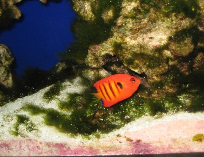 saltwater fish - centropyge loriculus - flame angelfish stocking in 75 gallons tank - Flame Angle saltwater fish - centropyge loriculus - flame angelfish stocking in 75 gallons tank - Flame Angle