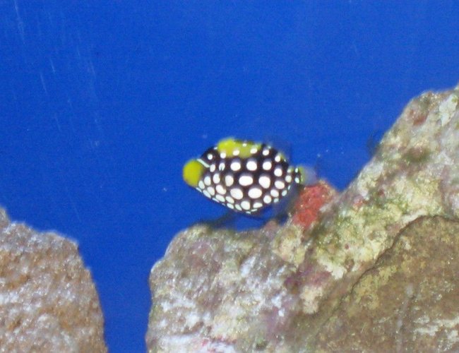 saltwater fish - balistoides conspicillum - clown triggerfish stocking in 75 gallons tank - Clown Trigger saltwater fish - balistoides conspicillum - clown triggerfish stocking in 75 gallons tank - Clown Trigger
