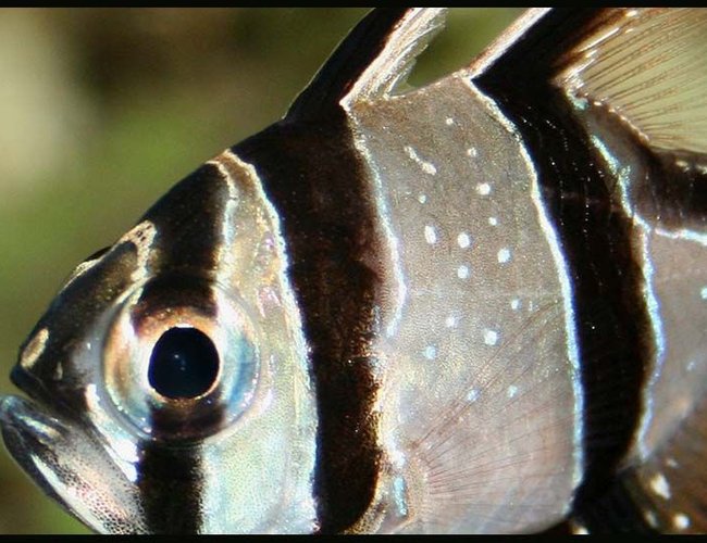 saltwater fish - pterapogon kauderni - kaudern's cardinal stocking in 35 gallons tank - Bangaii saltwater fish - pterapogon kauderni - kaudern's cardinal stocking in 35 gallons tank - Bangaii