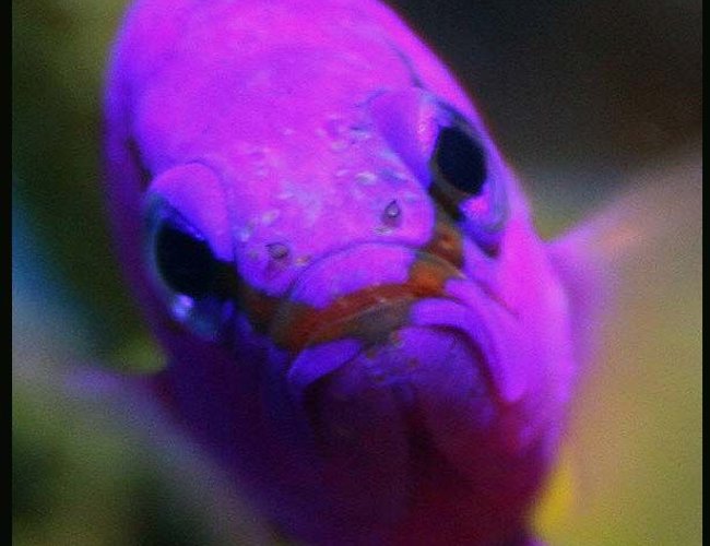 saltwater fish - gramma loreto - royal gramma basslet stocking in 35 gallons tank - Griffin the Grammer saltwater fish - gramma loreto - royal gramma basslet stocking in 35 gallons tank - Griffin the Grammer