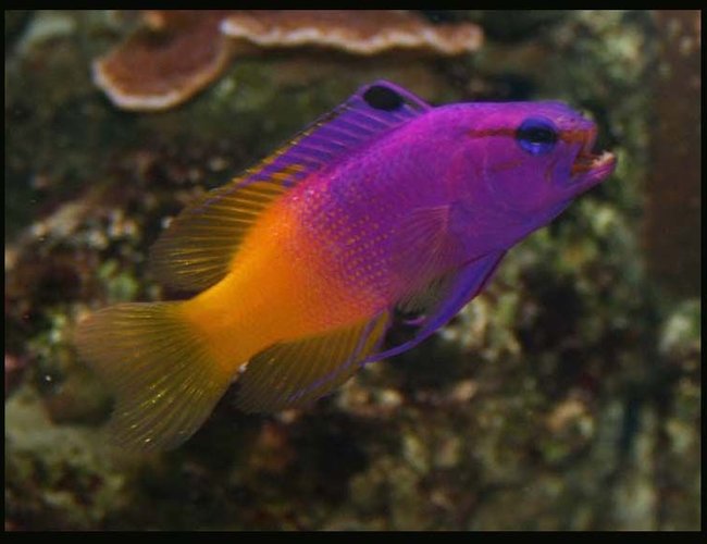 saltwater fish - gramma loreto - royal gramma basslet stocking in 35 gallons tank - Royal Grammer saltwater fish - gramma loreto - royal gramma basslet stocking in 35 gallons tank - Royal Grammer