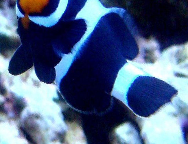 saltwater fish - amphiprion ocellaris var. - black and white ocellaris clownfish stocking in 46 gallons tank - Bonnie - Black and White Clown Fish saltwater fish - amphiprion ocellaris var. - black and white ocellaris clownfish stocking in 46 gallons tank - Bonnie - Black and White Clown Fish