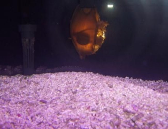 saltwater fish - chiloscyllium sp. - shark egg stocking in 30 gallons tank - Shark egg...you could see the fetus moving. saltwater fish - chiloscyllium sp. - shark egg stocking in 30 gallons tank - Shark egg...you could see the fetus moving.