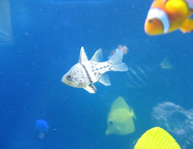 saltwater fish - sphaeramia nematoptera - spotted cardinalfish stocking in 37 gallons tank - Trying to get the orbicular cardinal but my percula loves the camera. saltwater fish - sphaeramia nematoptera - spotted cardinalfish stocking in 37 gallons tank - Trying to get the orbicular cardinal but my percula loves the camera.