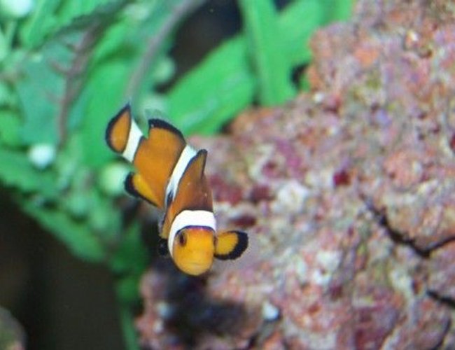 saltwater fish - amphiprion percula - true percula clownfish stocking in 12 gallons tank - Shemo-my first fish! saltwater fish - amphiprion percula - true percula clownfish stocking in 12 gallons tank - Shemo-my first fish!
