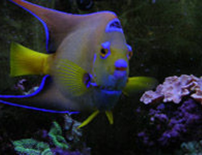 saltwater fish - holacanthus ciliaris - queen angelfish stocking in 55 gallons tank - 6 year old Queen Angel. She died after we had the heat wave. She was almost 10 years old! It was a tragic event that almost wiped out my entire reef tank. saltwater fish - holacanthus ciliaris - queen angelfish stocking in 55 gallons tank - 6 year old Queen Angel. She died after we had the heat wave. She was almost 10 years old! It was a tragic event that almost wiped out my entire reef tank.