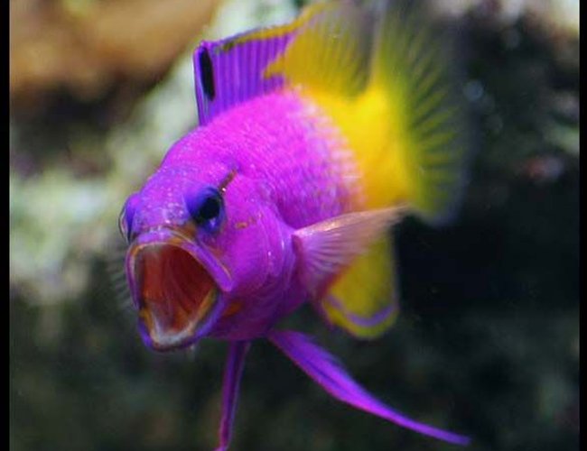 saltwater fish - gramma loreto - royal gramma basslet stocking in 35 gallons tank - Grammar Yawning saltwater fish - gramma loreto - royal gramma basslet stocking in 35 gallons tank - Grammar Yawning