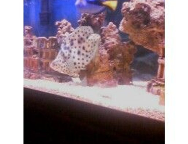 saltwater fish - cromileptes altivelis - panther grouper stocking in 75 gallons tank - Grouper, & Blue tang saltwater fish - cromileptes altivelis - panther grouper stocking in 75 gallons tank - Grouper, & Blue tang