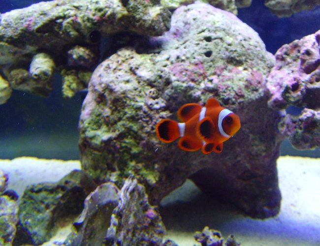 saltwater fish - premnas biaculeatus - maroon clownfish stocking in 40 gallons tank - Maroon Clownfish saltwater fish - premnas biaculeatus - maroon clownfish stocking in 40 gallons tank - Maroon Clownfish