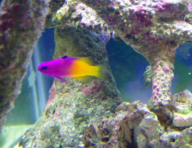 saltwater fish - gramma loreto - royal gramma basslet stocking in 40 gallons tank - Jenny the Royal Gramma saltwater fish - gramma loreto - royal gramma basslet stocking in 40 gallons tank - Jenny the Royal Gramma