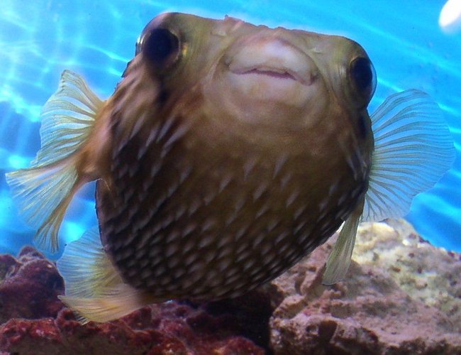 saltwater fish - diodon holocanthus - porcupine puffer stocking in 55 gallons tank - My Porcupine Puffer saltwater fish - diodon holocanthus - porcupine puffer stocking in 55 gallons tank - My Porcupine Puffer